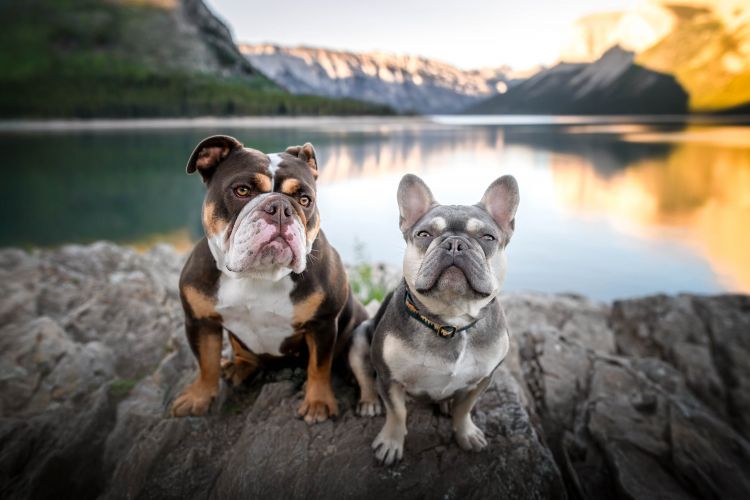 wp-content/uploads/bulldogs-lake.jpg