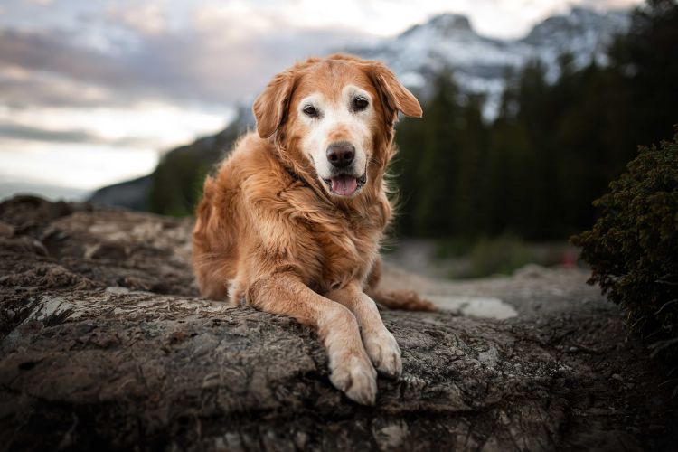 wp-content/uploads/golden-mountains.jpg