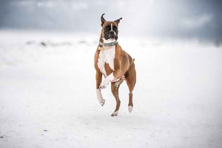 wp-content/uploads/boxer-running-in-snow.jpg