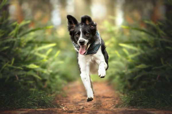 wp-content/uploads/border-collie-running.jpg