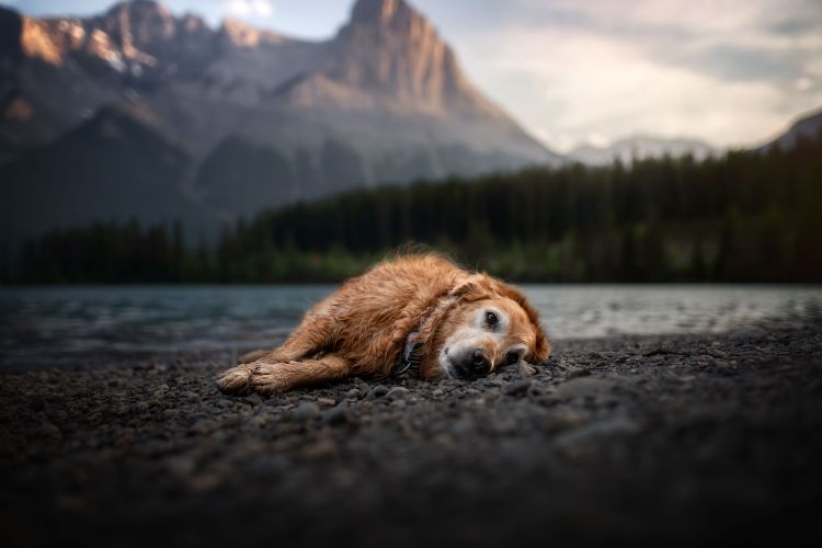 wp-content/uploads/golden-peaceful-mountain.jpg