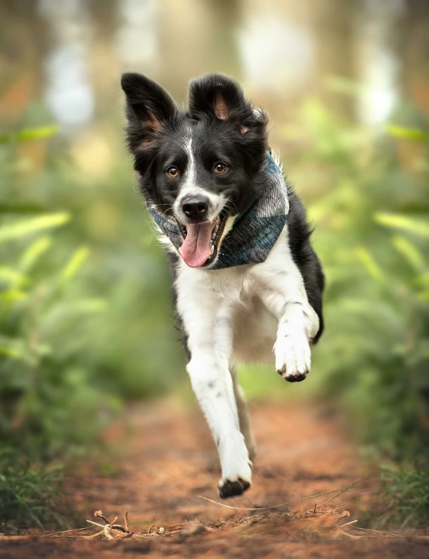 wp-content/uploads/border-collie-running.jpg