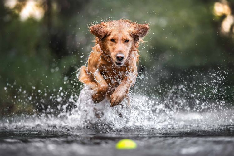wp-content/uploads/retriever-in-the-water.jpg