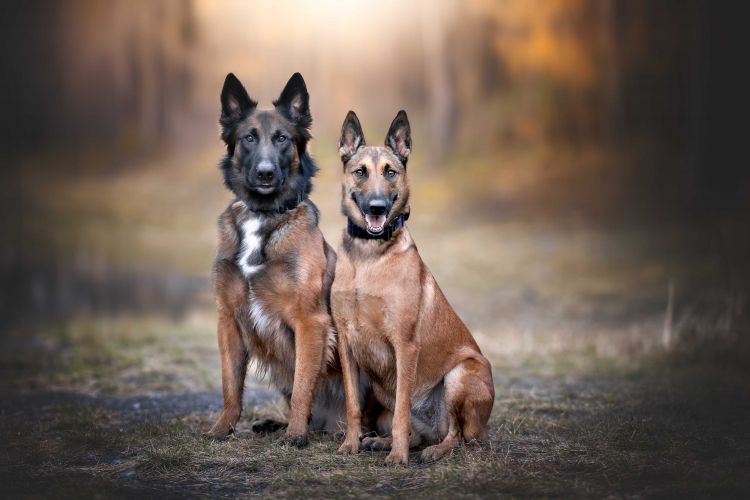 wp-content/uploads/shepherd-and-mal.jpg