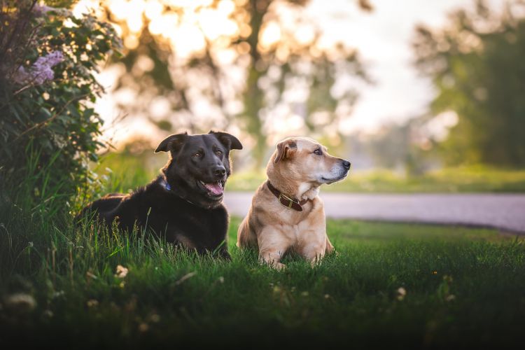 wp-content/uploads/two-dogs.jpg