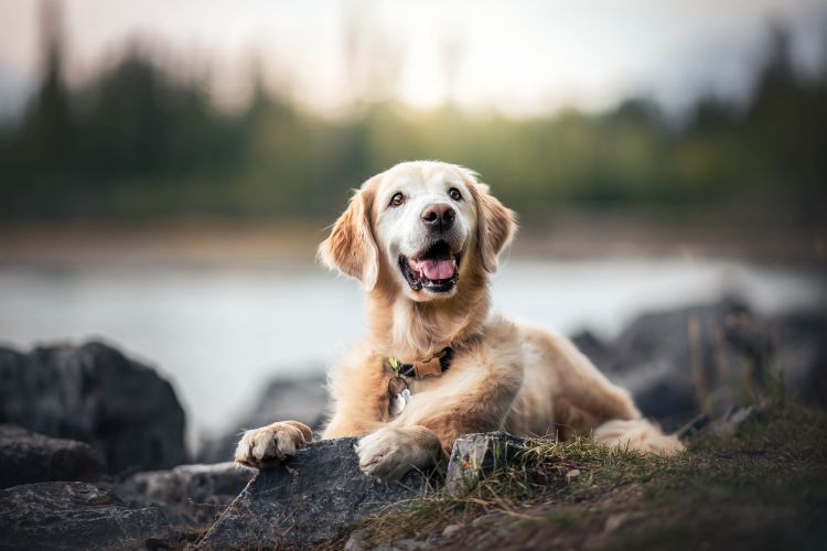 wp-content/uploads/Golden-senior-in-canmore.jpg