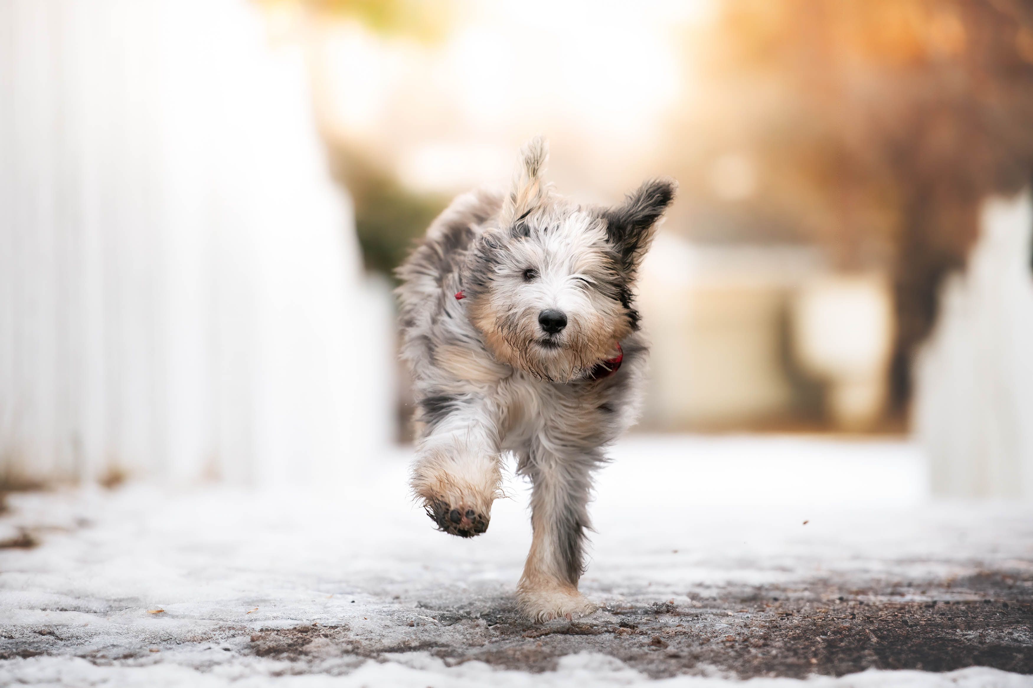 wp-content/uploads/dog-running-in-snow-1.jpg
