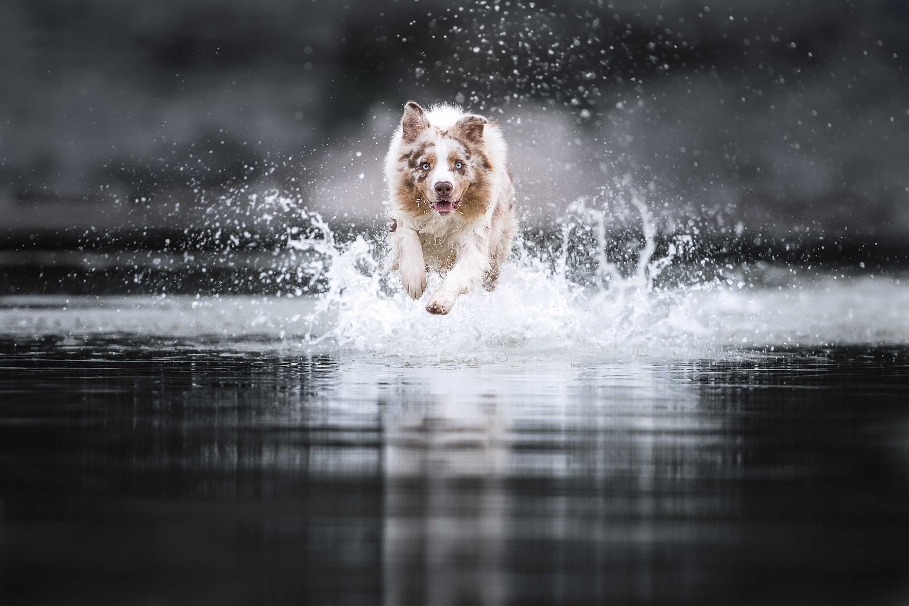dogs in action water model australian shepherd