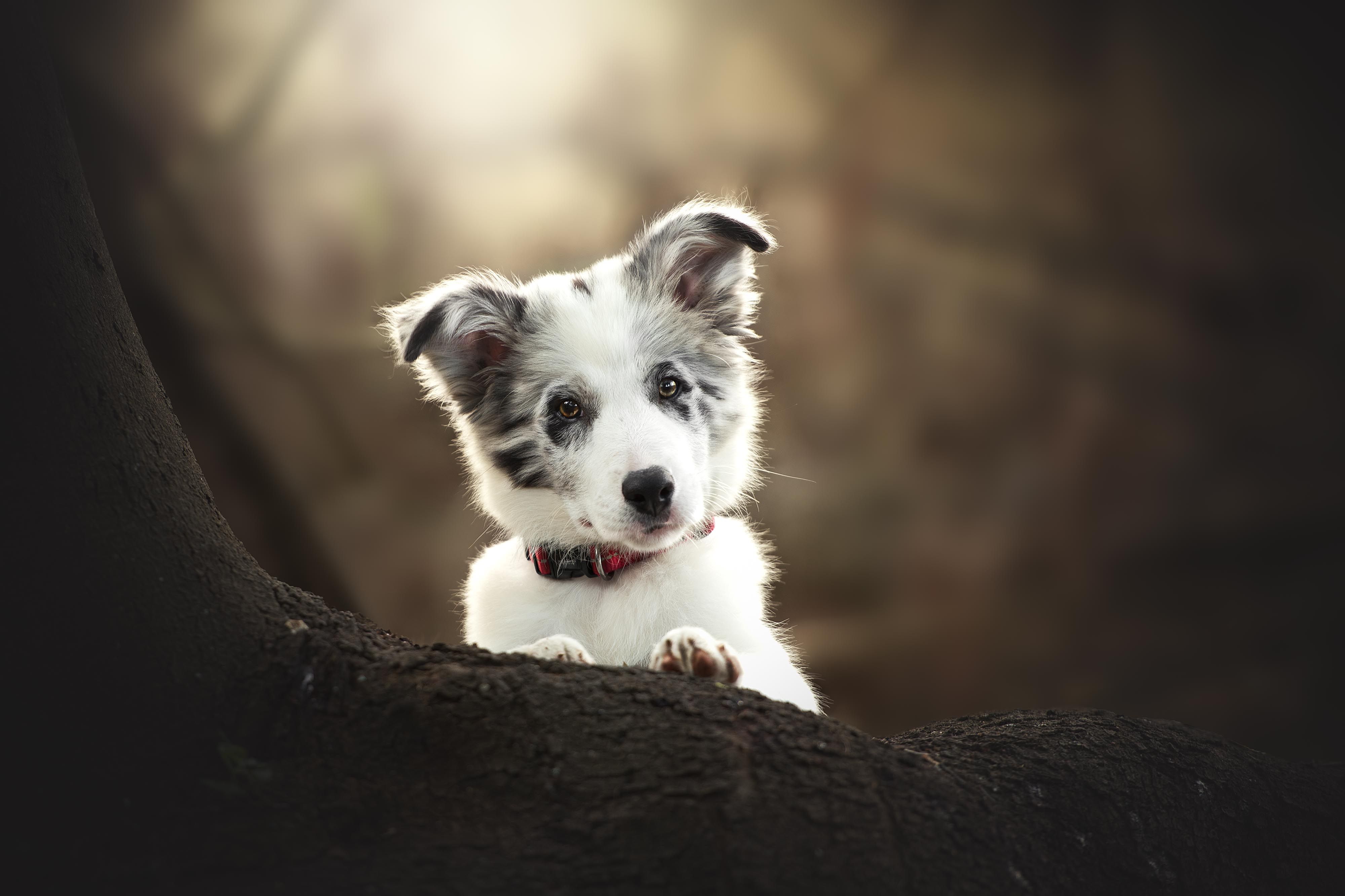 wp-content/uploads/puppy-in-woods-cute.jpg